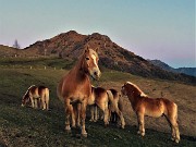 75 Con gli amici cavalli della Forcella di Spettino salutiamo il Monte Gioco 